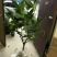 烈香茶花苗