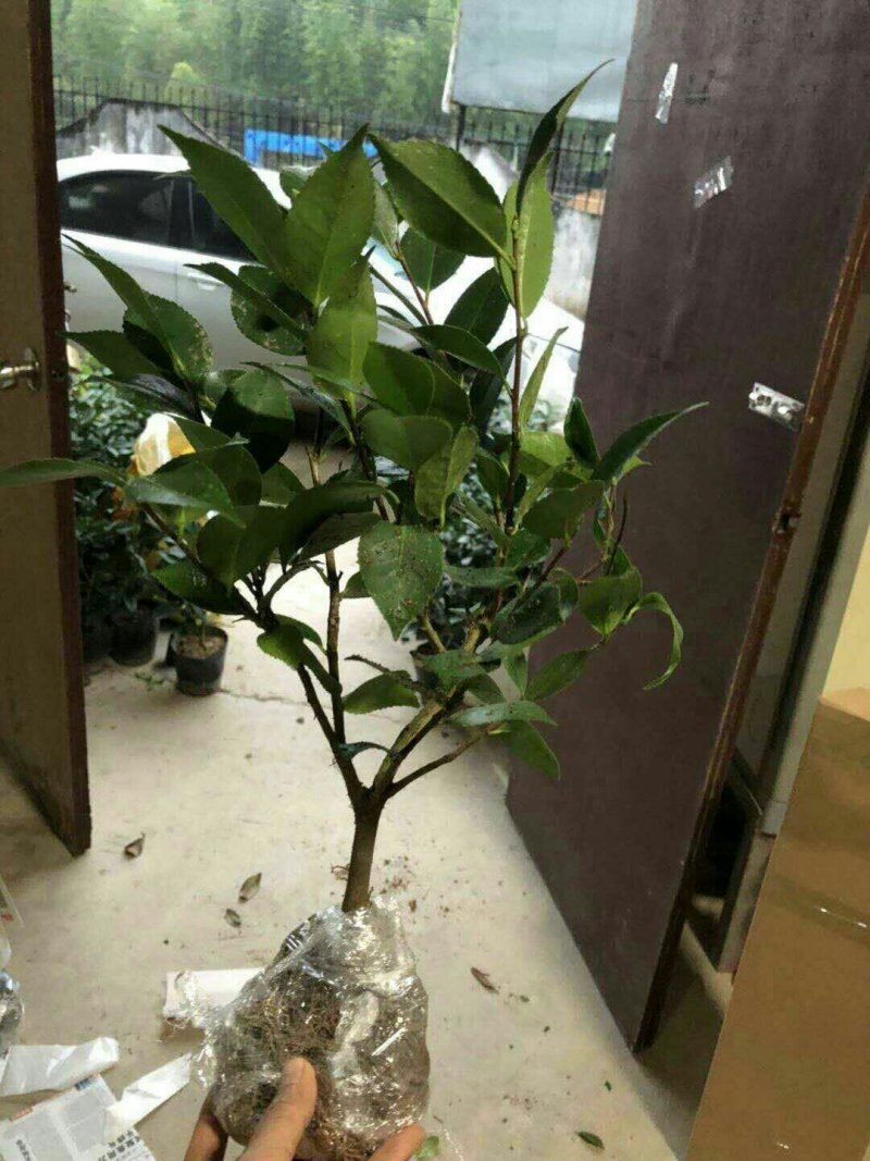 烈香茶花苗