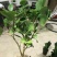 烈香茶花苗