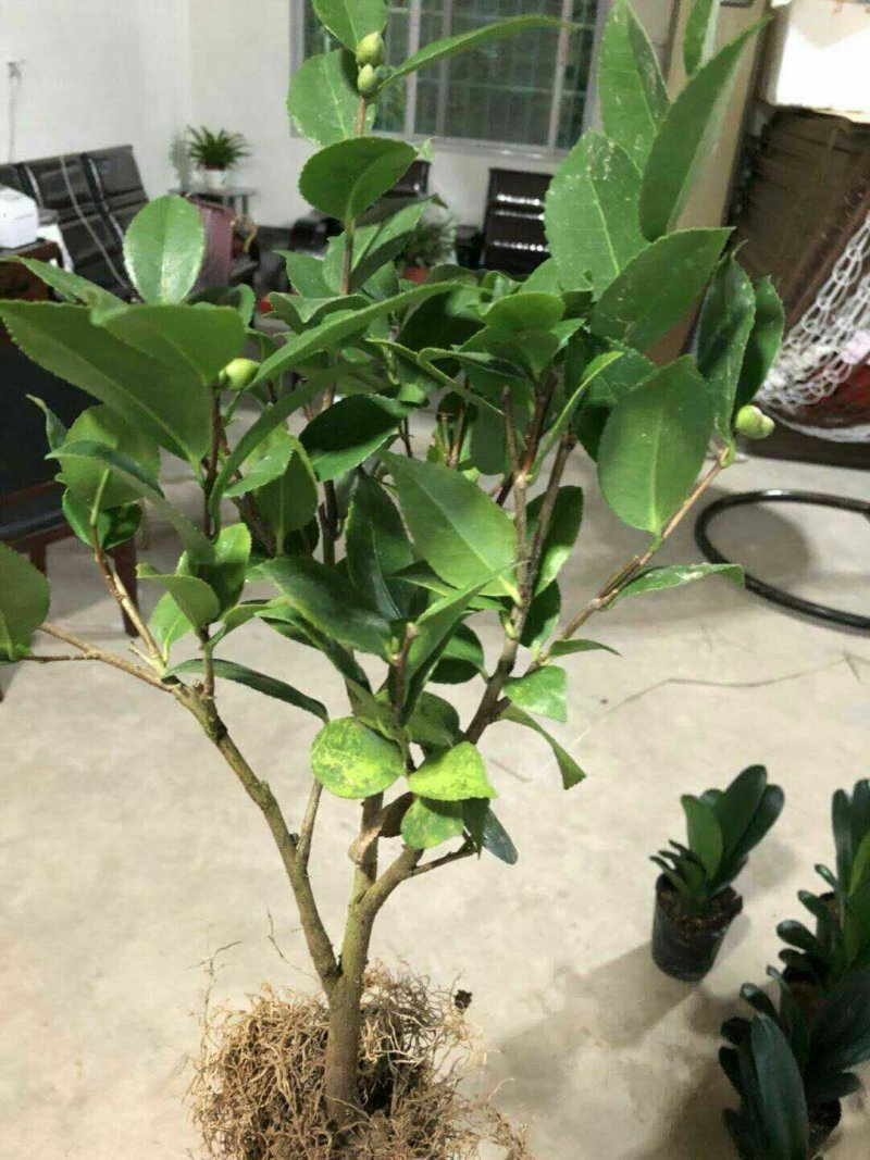 烈香茶花苗