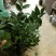 烈香茶花苗