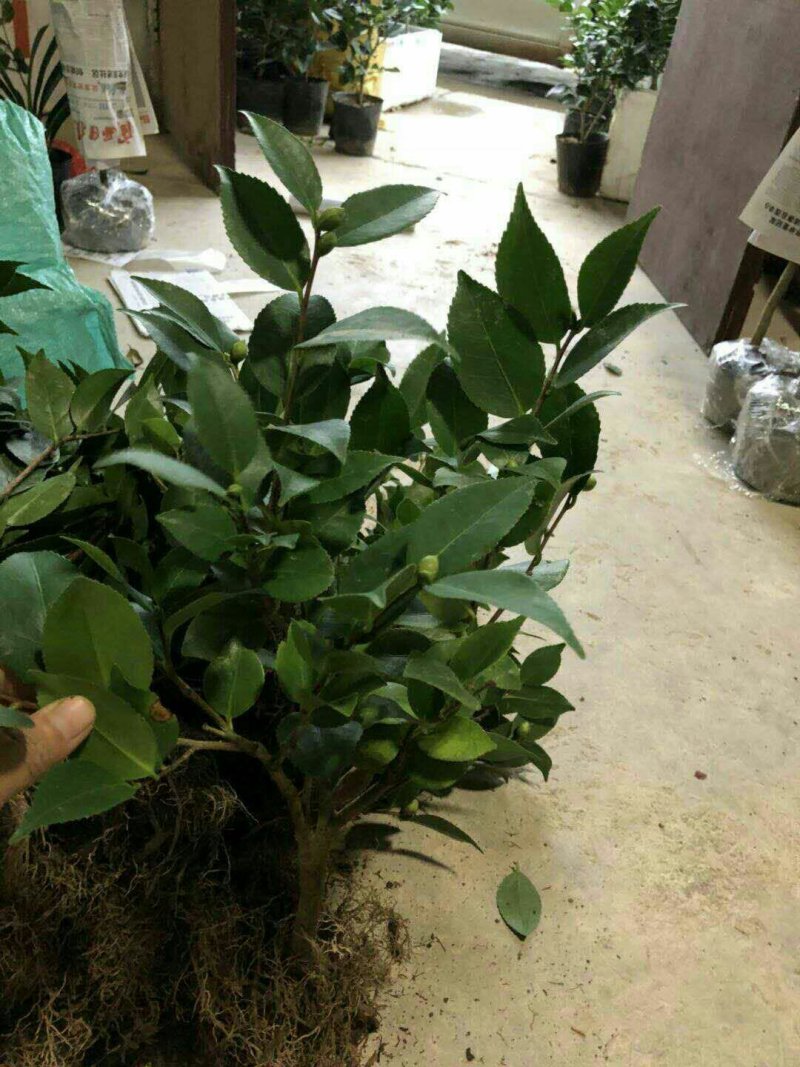 烈香茶花苗