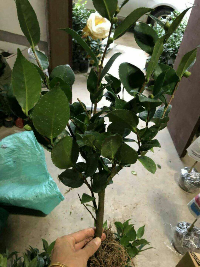 烈香茶花苗