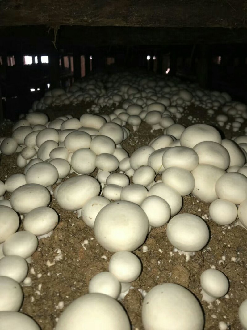 双胞菇，篮子菇