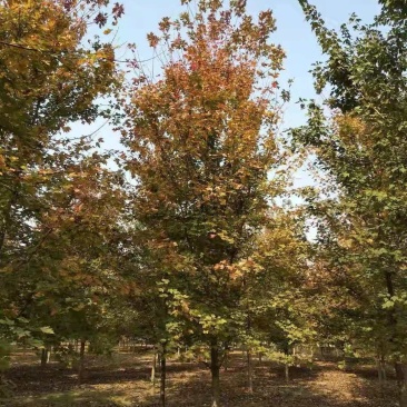 美国红枫140-170cm枫树山东泰安苗木批发基地
