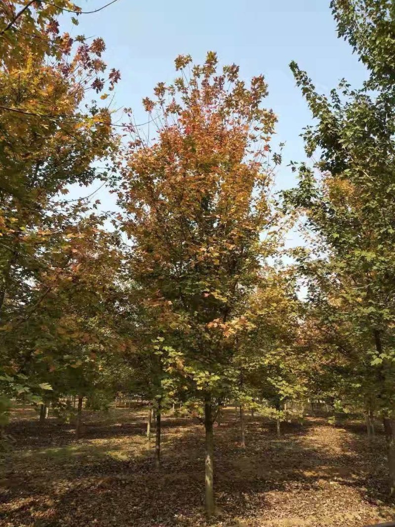 美国红枫140-170cm枫树山东泰安苗木批发基地