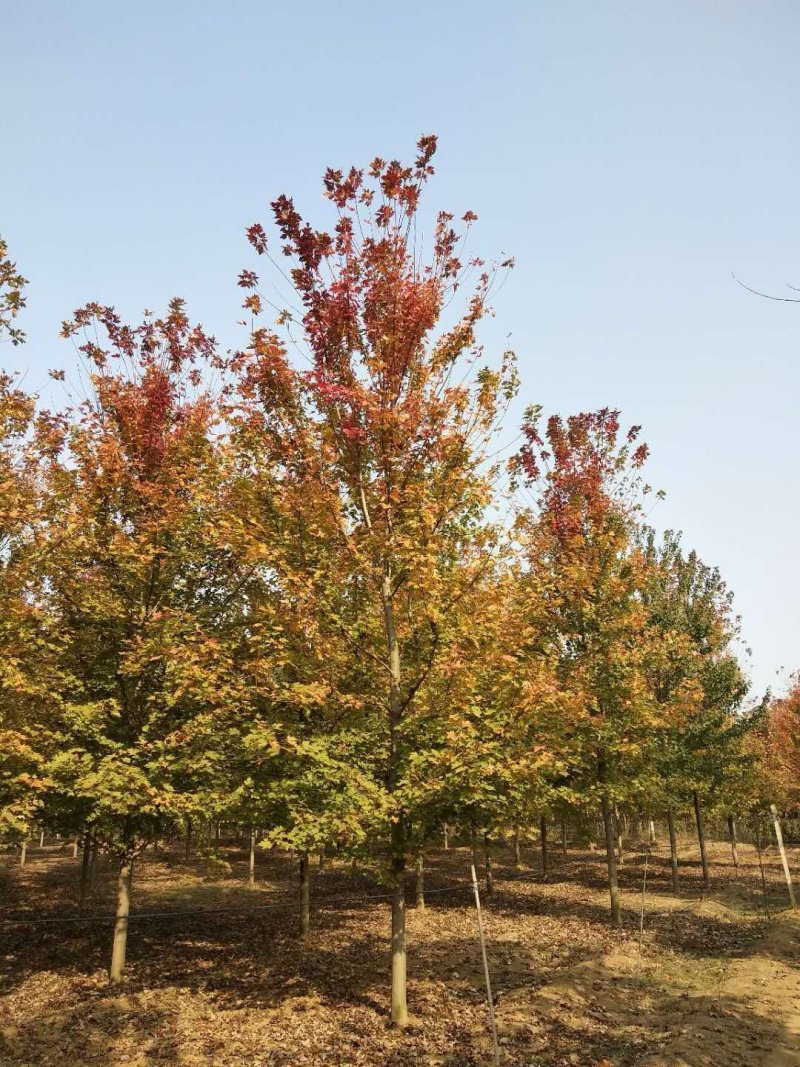 美国红枫140-170cm枫树山东泰安苗木批发基地