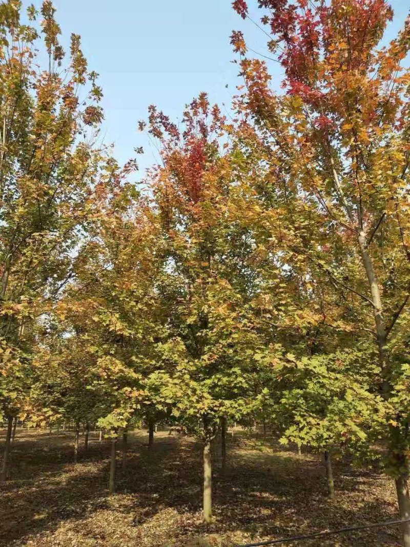 美国红枫140-170cm枫树山东泰安苗木批发基地