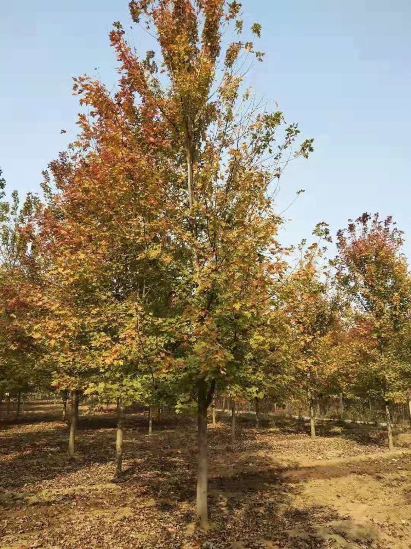美国红枫140-170cm枫树山东泰安苗木批发基地