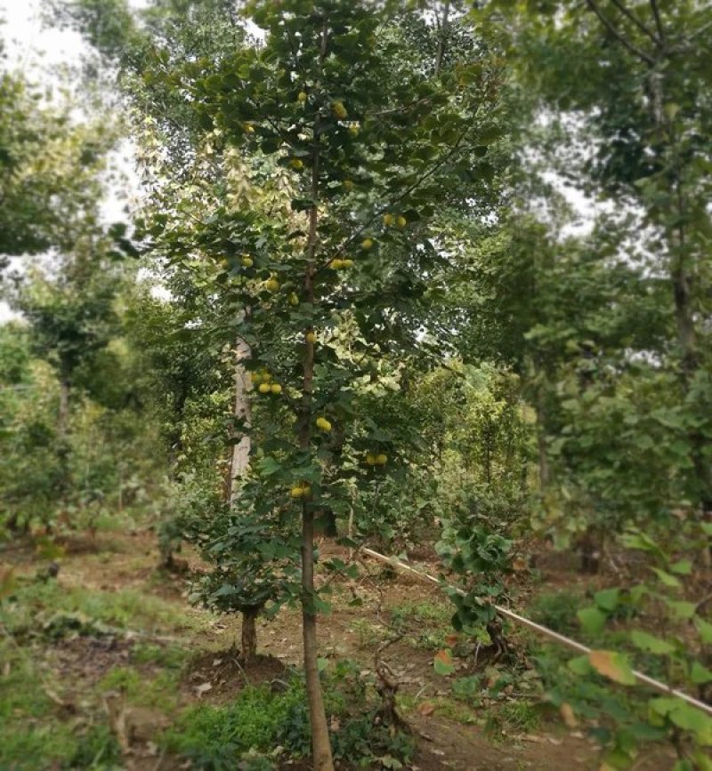 银杏树