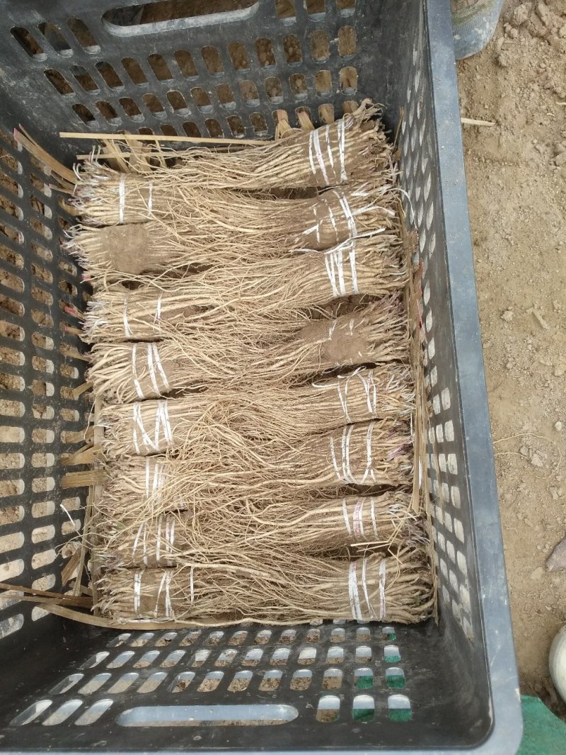 党参苗优良品种基地直供