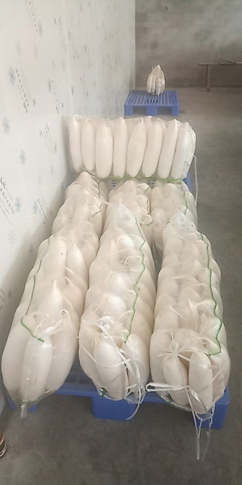 优质白萝卜！️️️专业工人分级！品质保证！信誉第一！