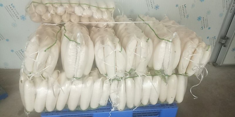 优质白萝卜！️️️专业工人分级！品质保证！信誉第一！