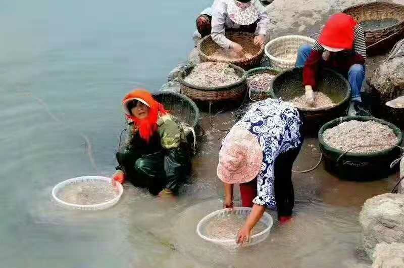 虾皮，非常鲜，保证质量，威海发货