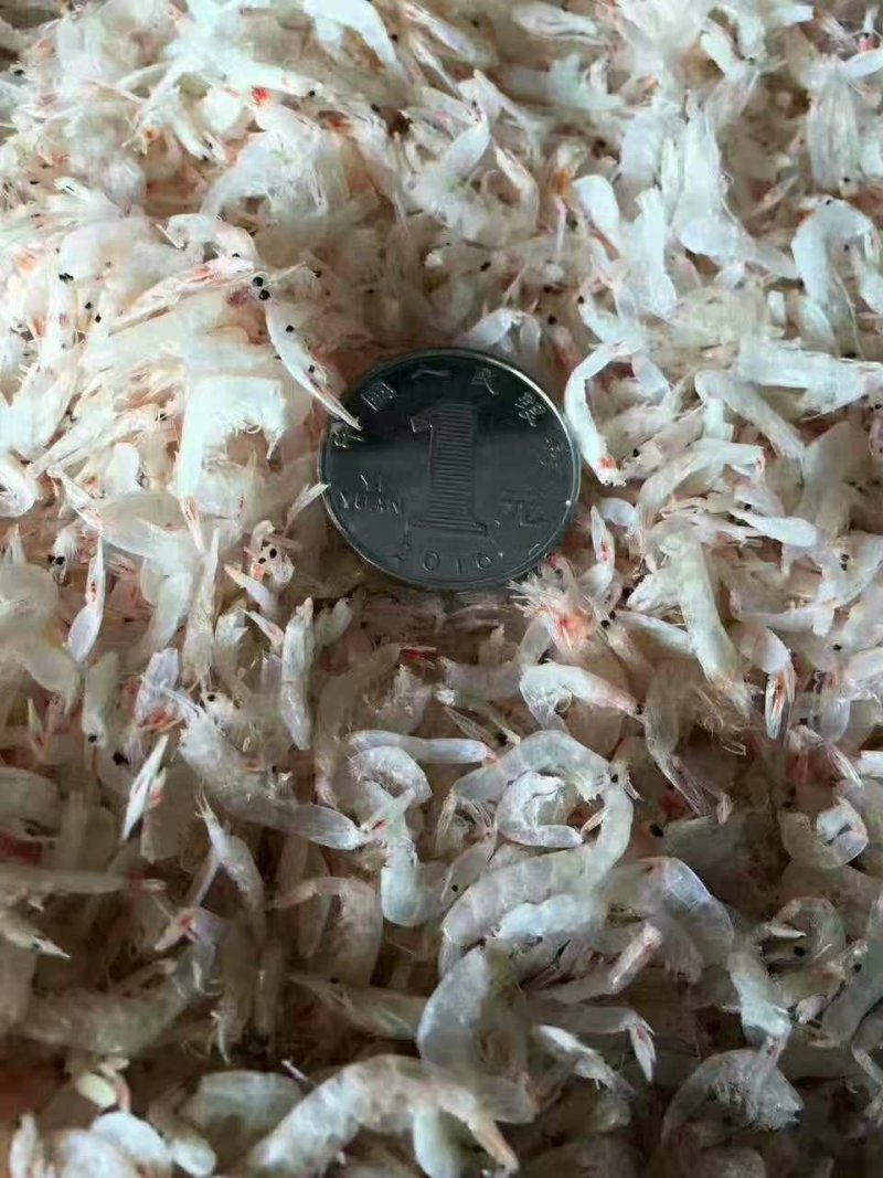 虾皮，非常鲜，保证质量，威海发货