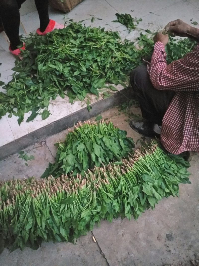 波莱_产地直销，品质保证