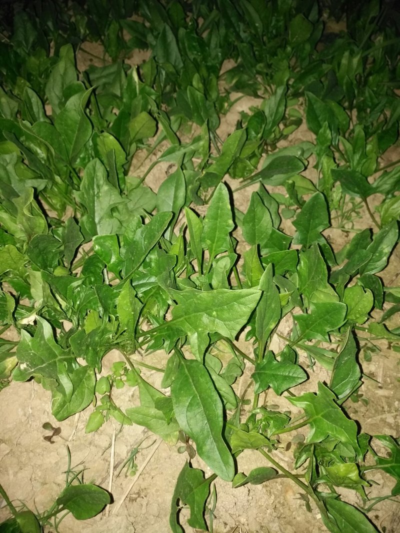 波莱_产地直销，品质保证