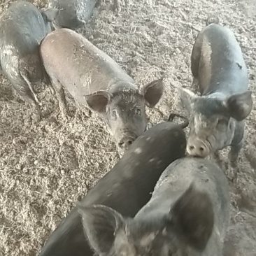 关中黑，香猪