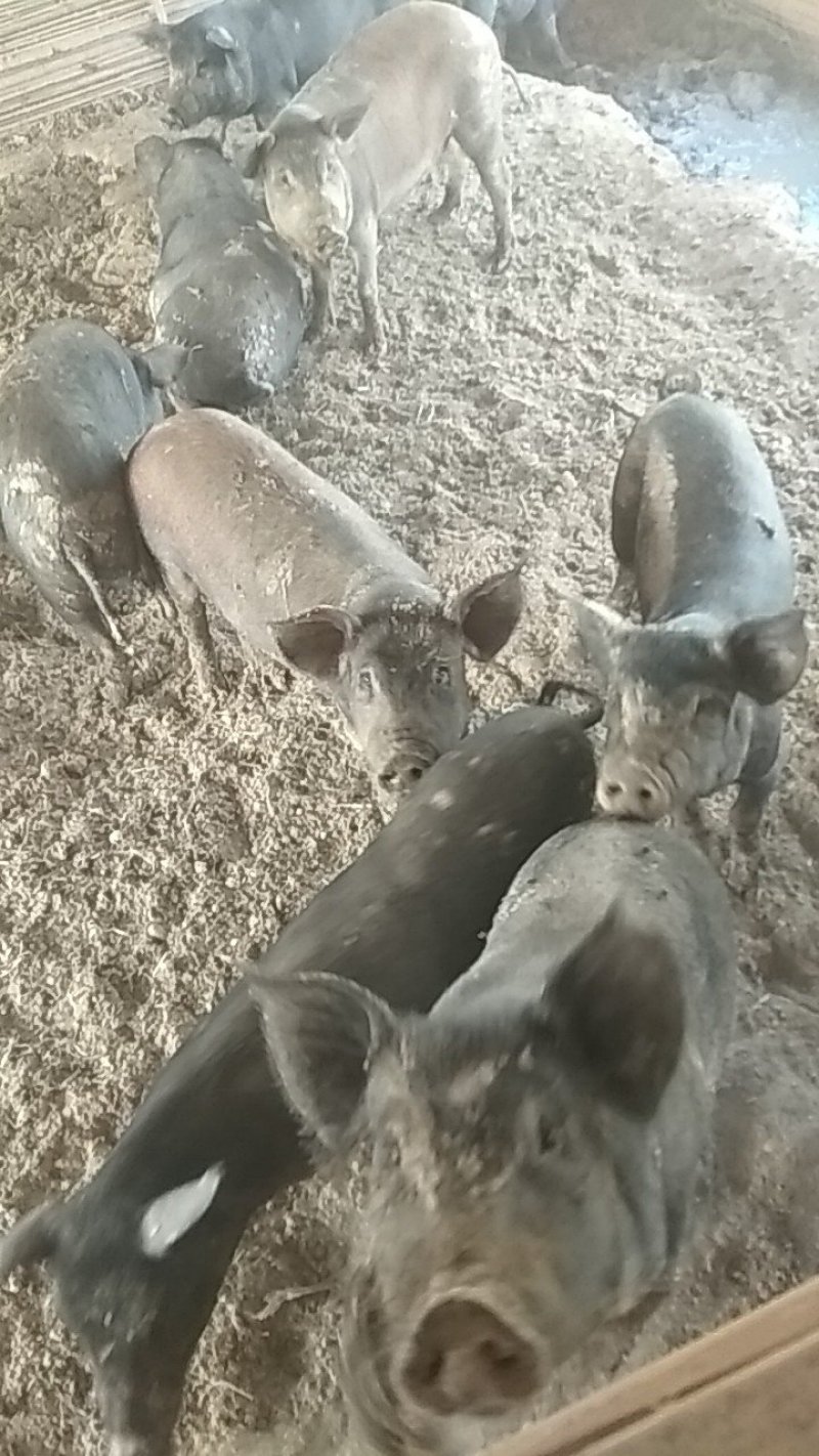 关中黑，香猪
