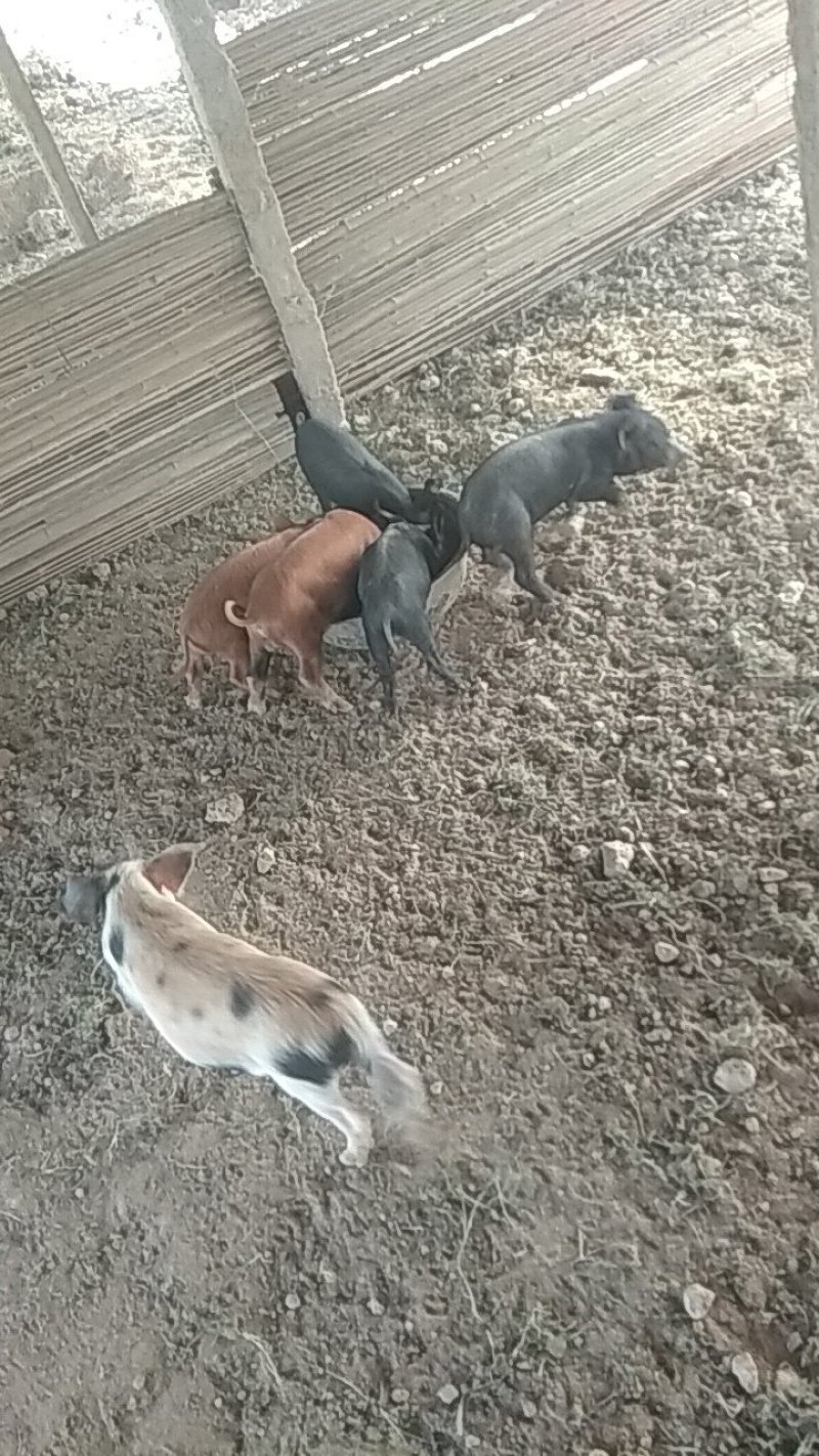 关中黑，香猪