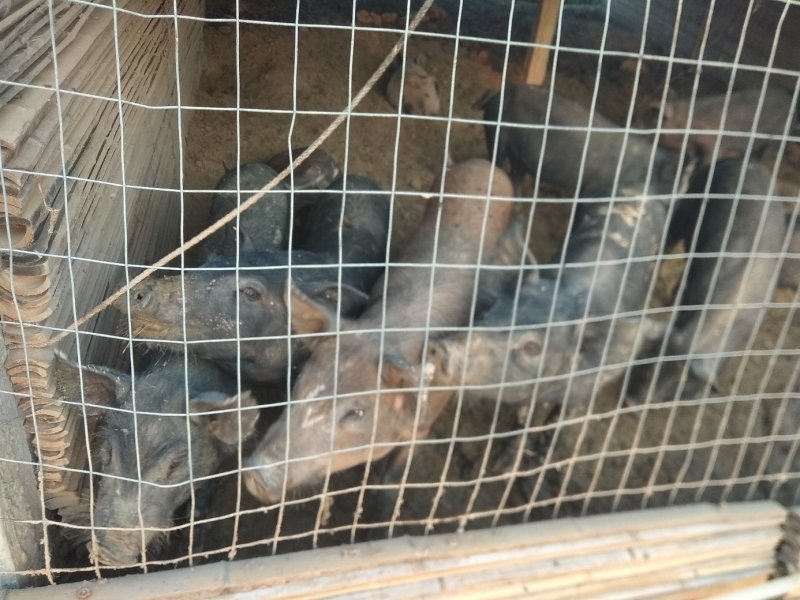 关中黑，香猪
