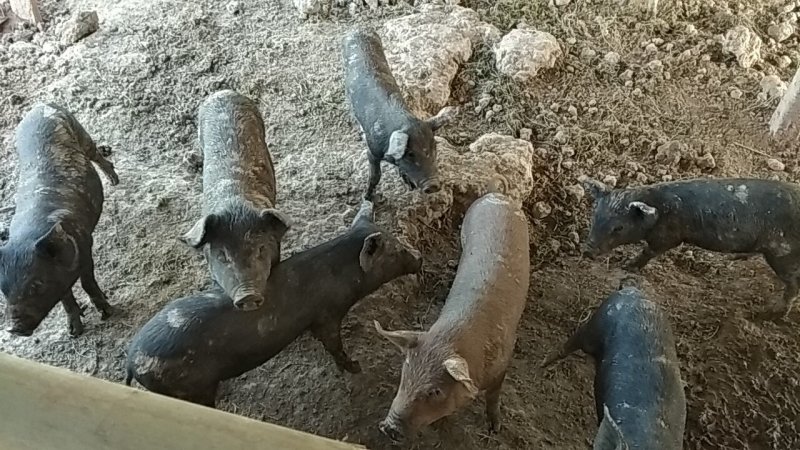 关中黑，香猪