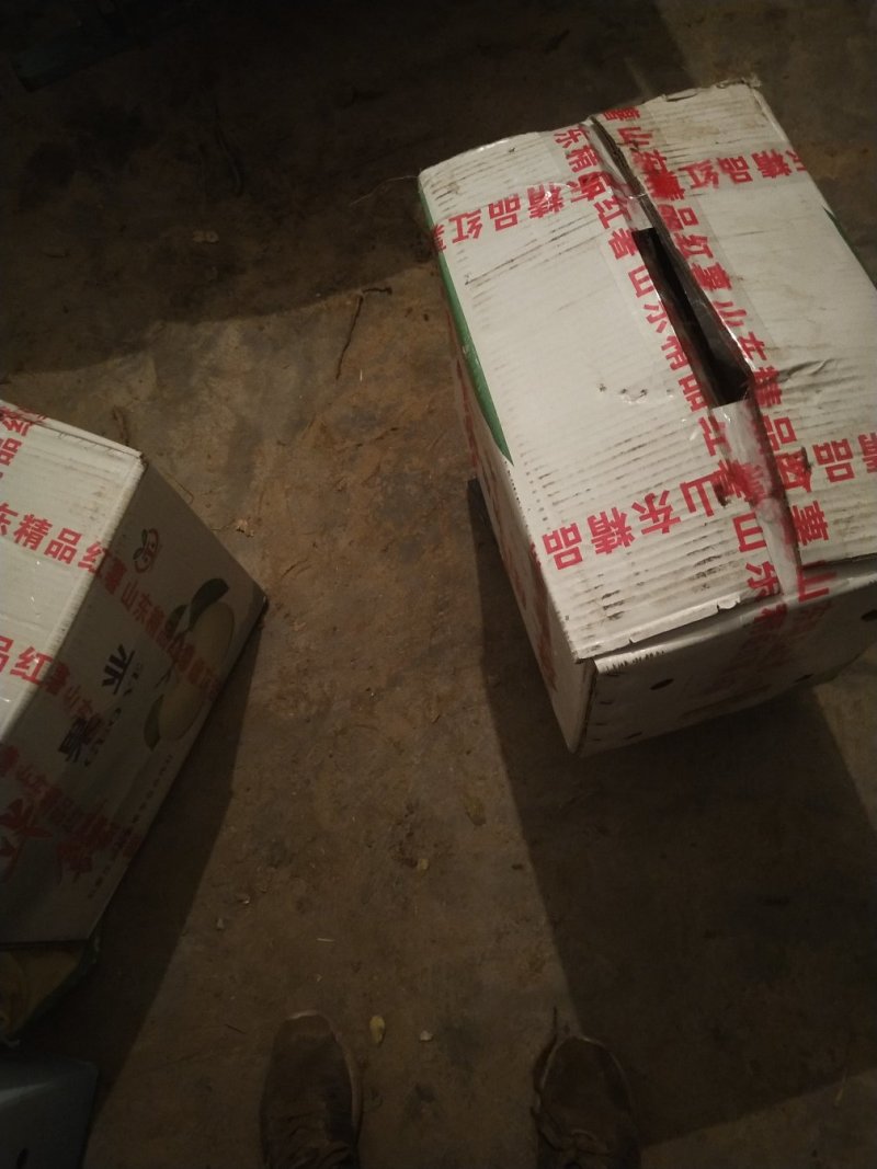 龙薯601红薯