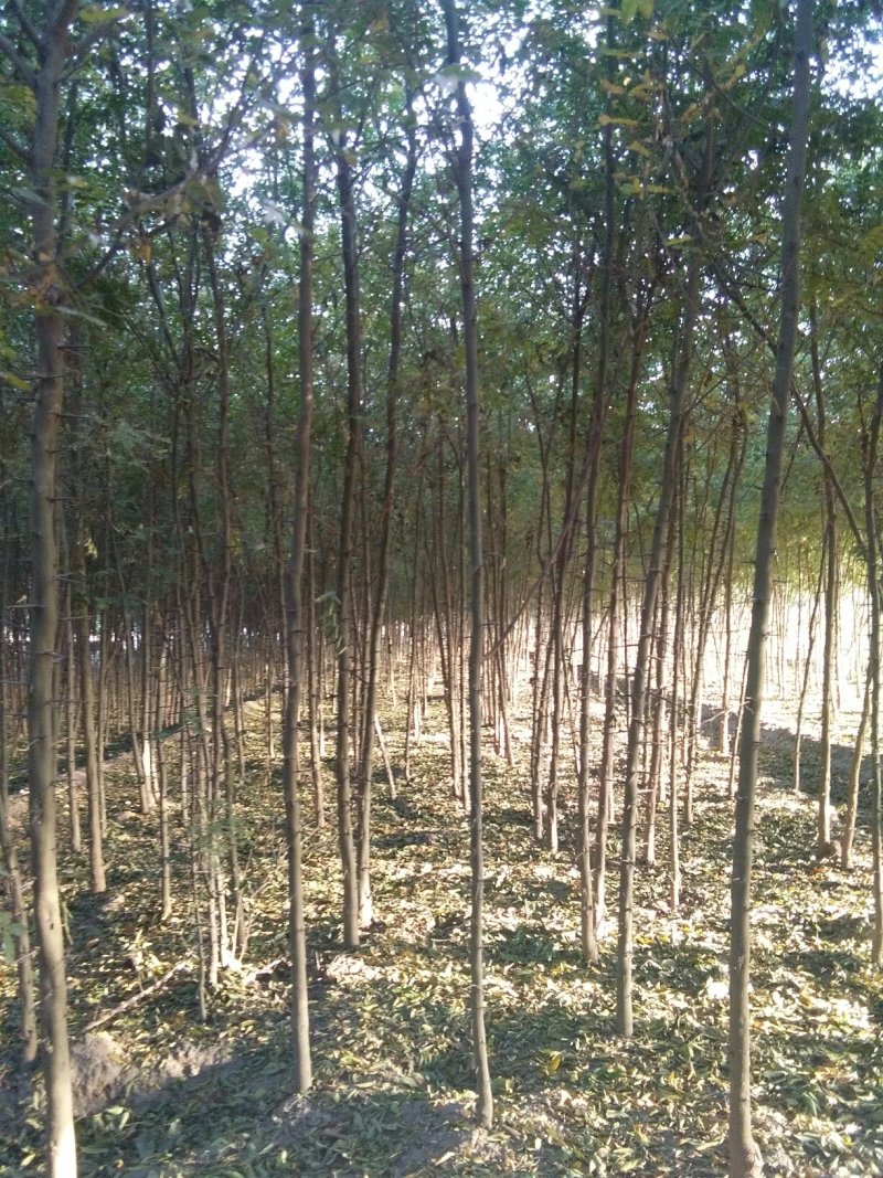 供应国槐白腊法桐皂角苗金枝槐合欢