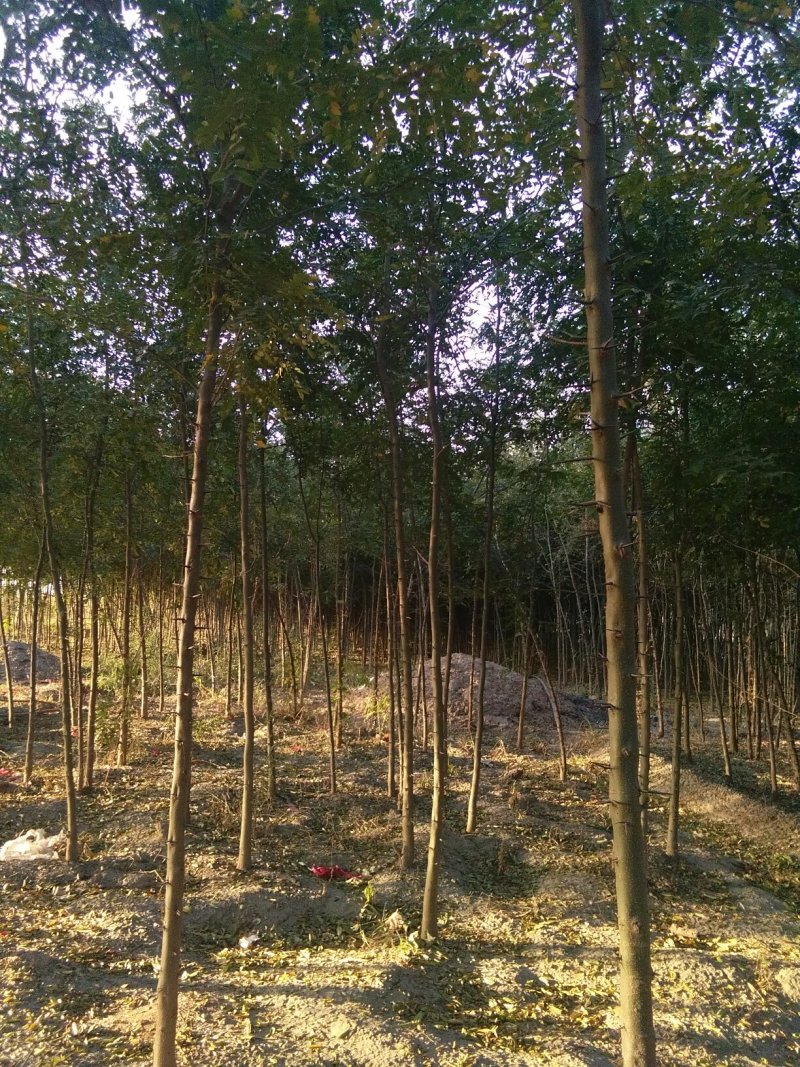供应国槐白腊法桐皂角苗金枝槐合欢