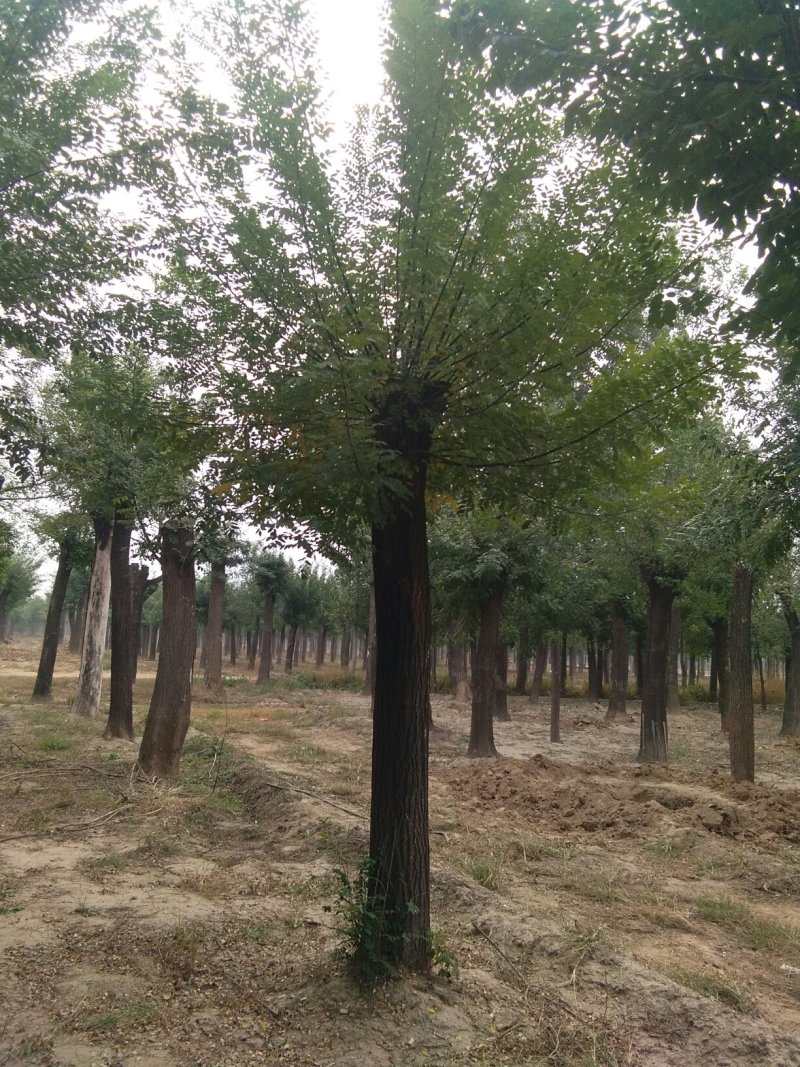供应国槐白腊法桐皂角苗金枝槐合欢