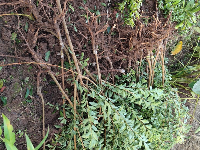 青脆李子苗，晚熟青脆李脱骨品种保证两证一签基地现挖