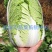 大白菜、黄心大白菜，玲珑黄白菜，产地批发，价格从优
