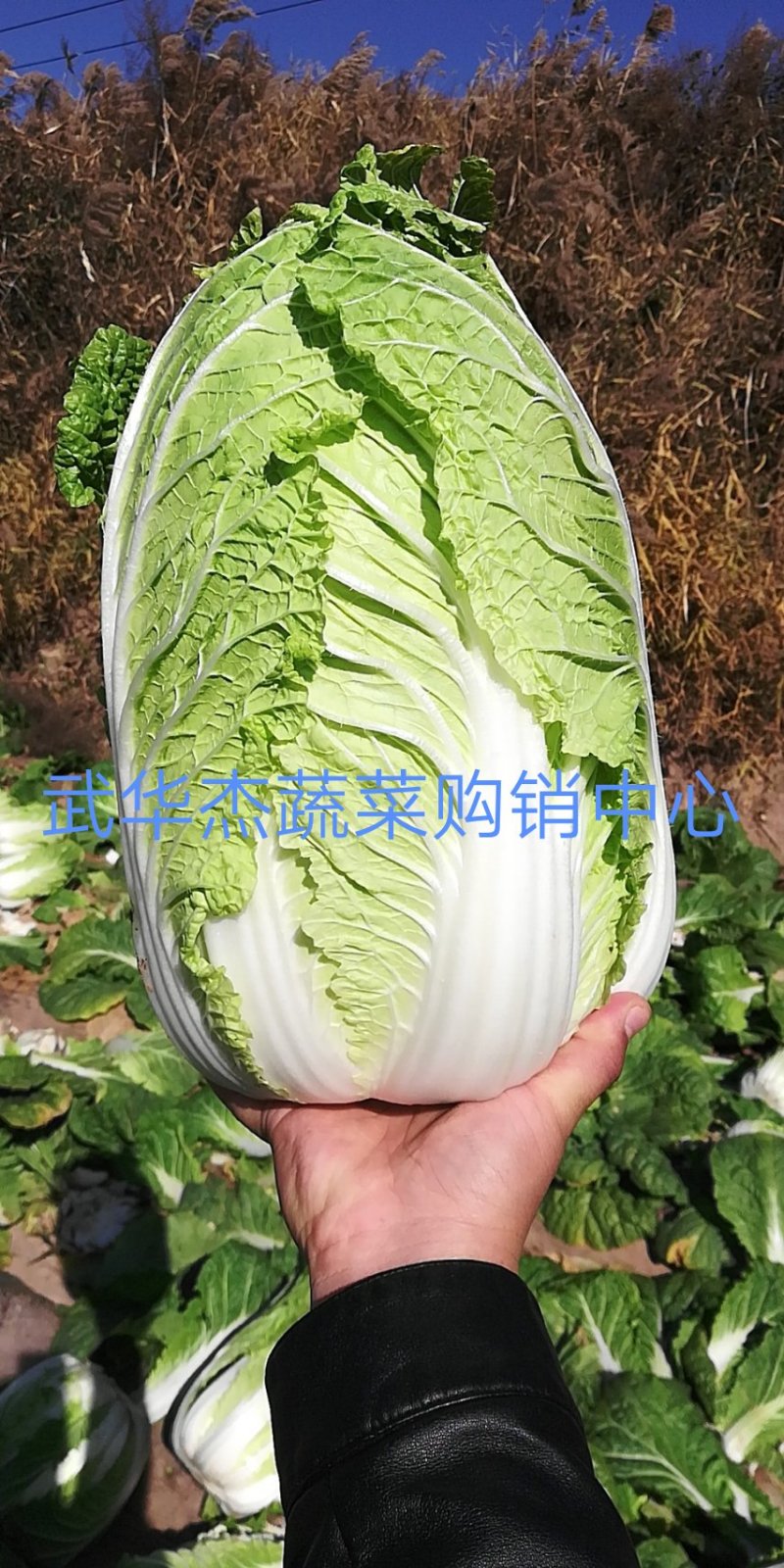 大白菜、黄心大白菜，玲珑黄白菜，产地批发，价格从优