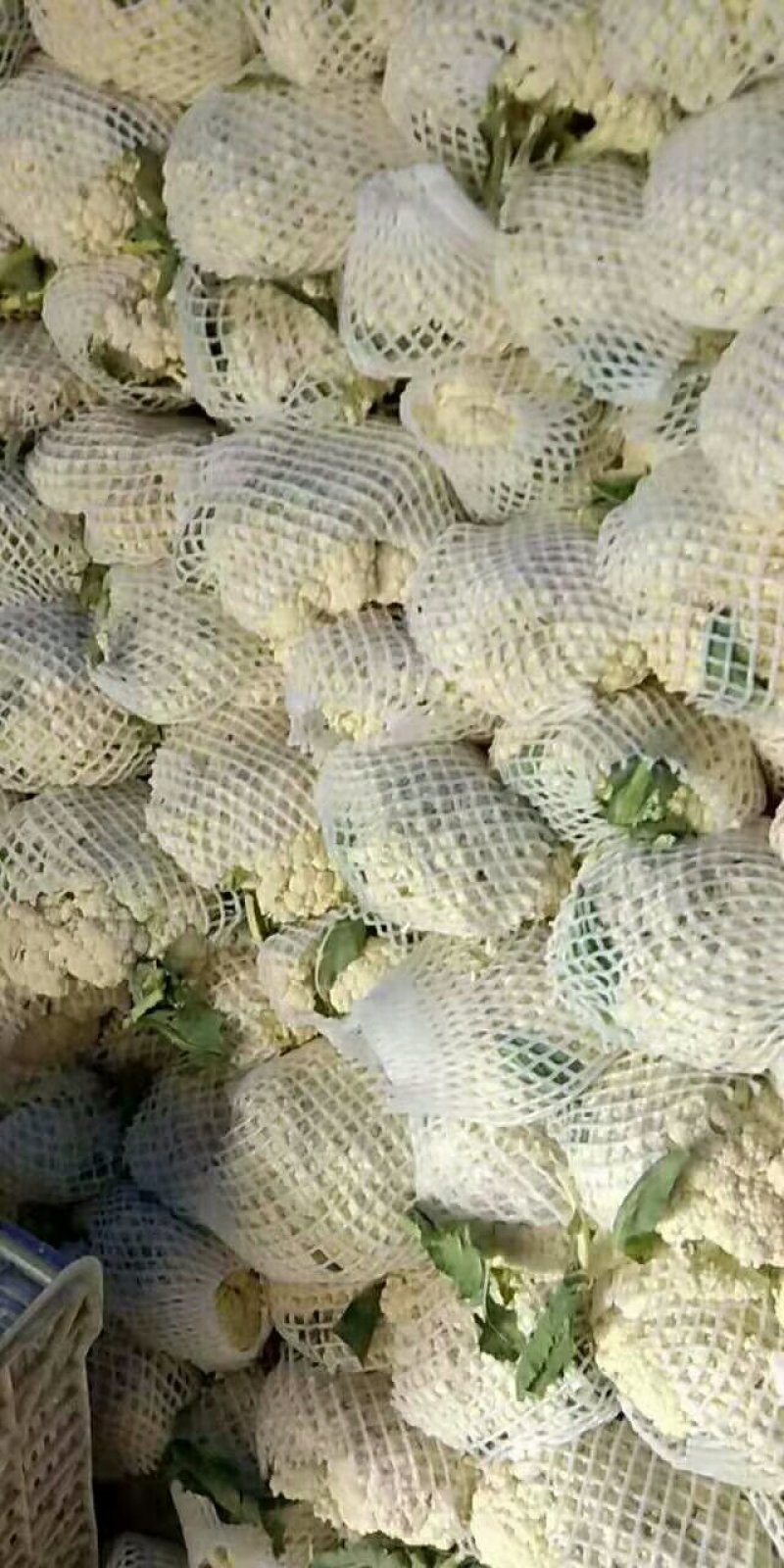 河南优质精选菜花青梗白面，有机花菜基地直采现发
