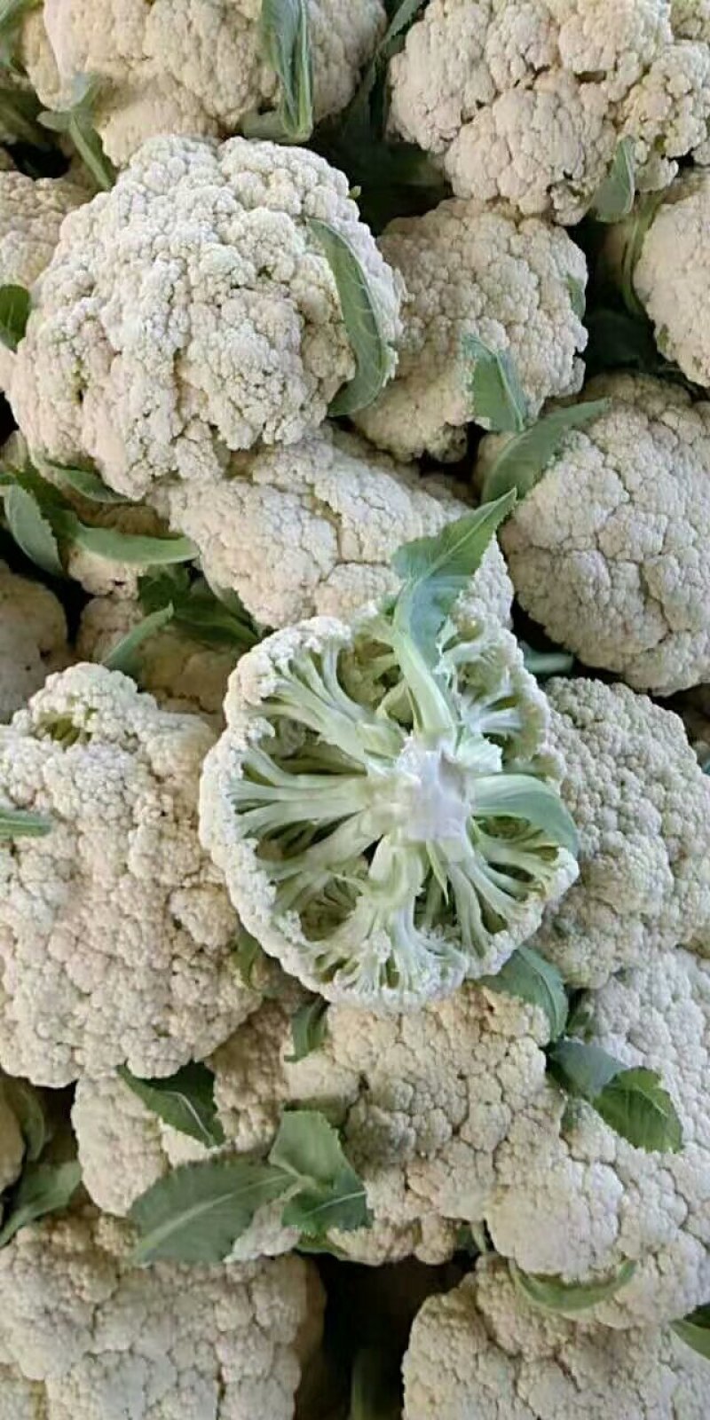 河南优质精选菜花青梗白面，有机花菜基地直采现发