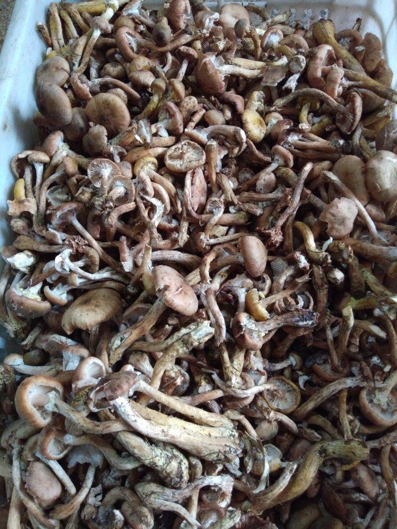 榛蘑干,红磨干木耳