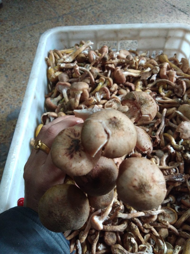 榛蘑干,红磨干木耳