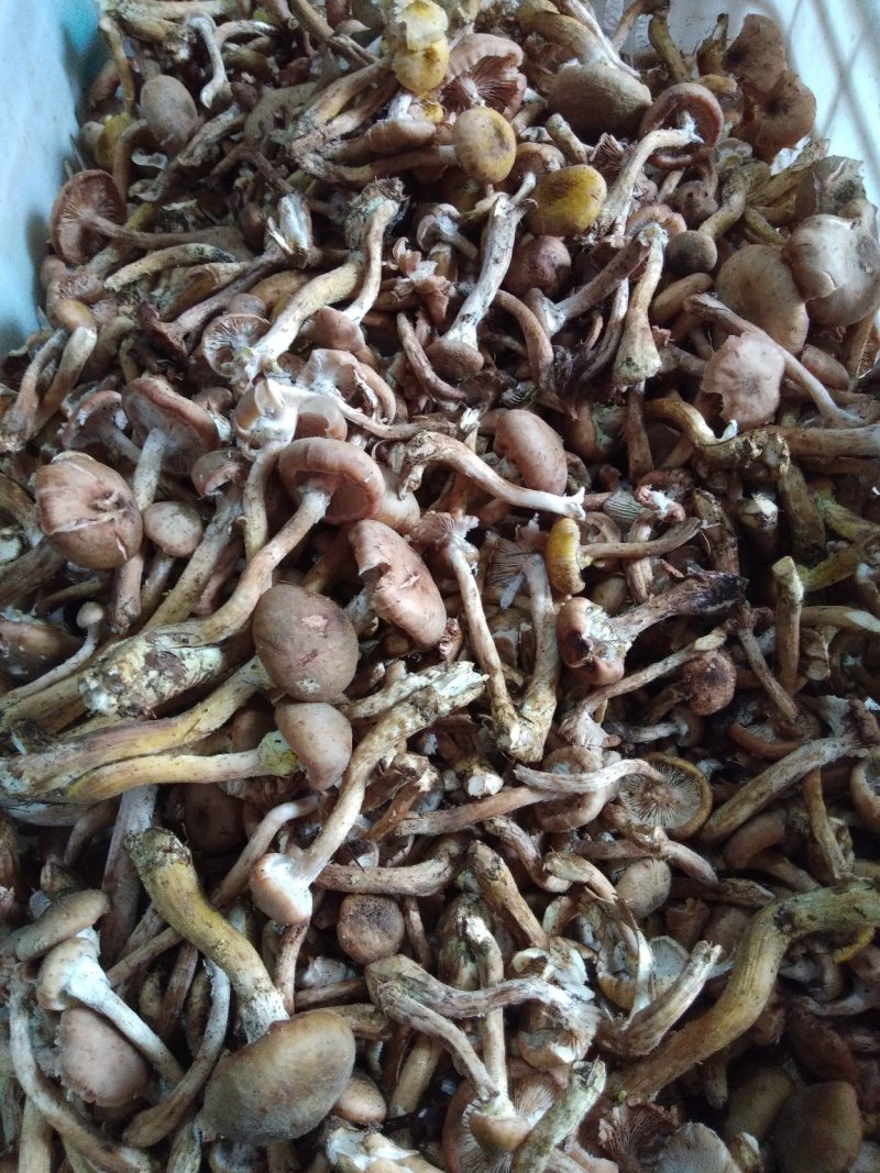 榛蘑干,红磨干木耳