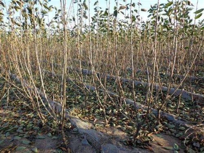 樱桃苗吉塞拉樱桃苗免费提供种植技品种齐全规格多样