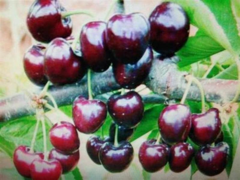 樱桃苗吉塞拉樱桃苗免费提供种植技品种齐全规格多样