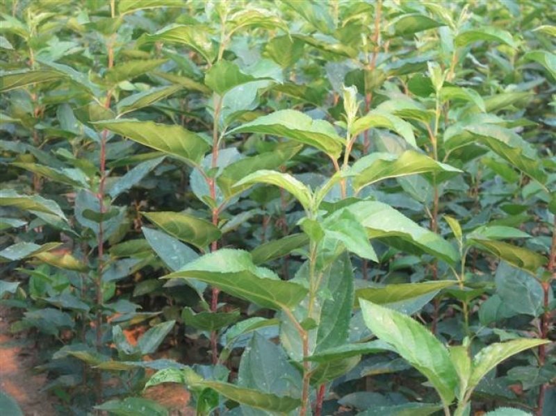 樱桃苗吉塞拉樱桃苗免费提供种植技品种齐全规格多样