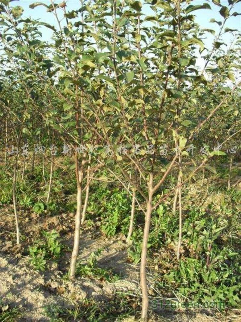 樱桃苗吉塞拉樱桃苗免费提供种植技品种齐全规格多样