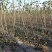 樱桃苗吉塞拉樱桃苗免费提供种植技品种齐全规格多样
