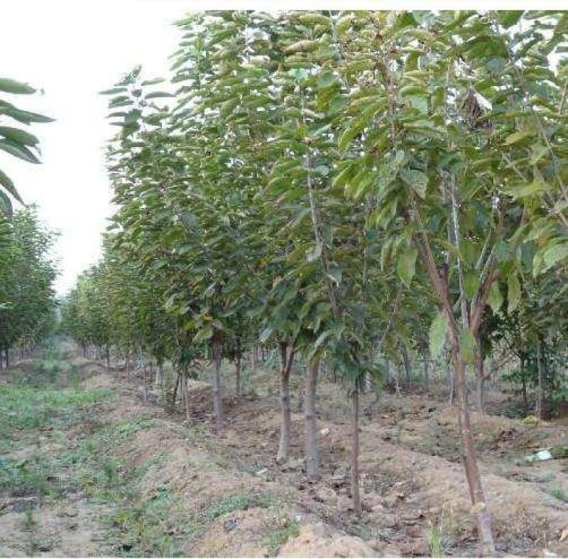 樱桃苗吉塞拉樱桃苗免费提供种植技品种齐全规格多样