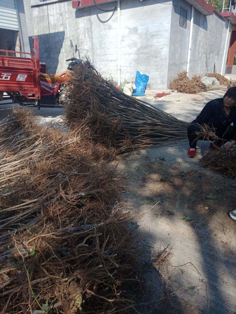 樱桃苗吉塞拉樱桃苗免费提供种植技品种齐全规格多样