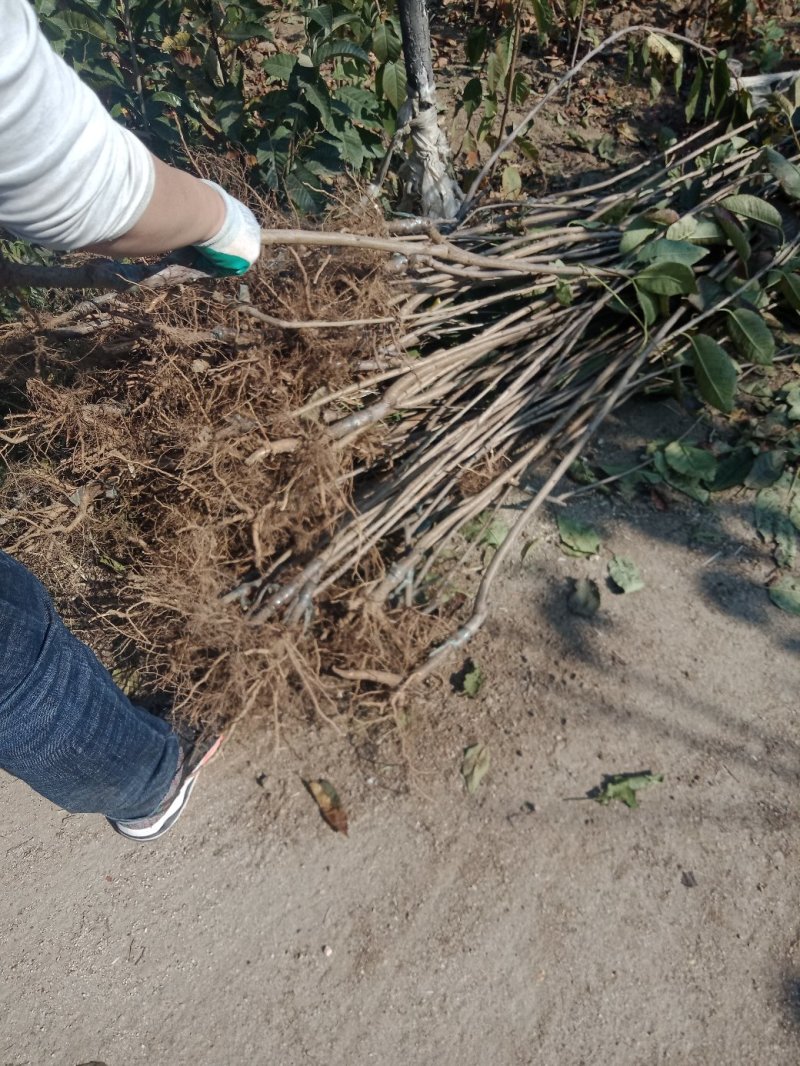 樱桃苗吉塞拉樱桃苗免费提供种植技品种齐全规格多样