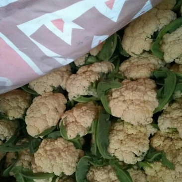 有机花菜实花需要可以联系