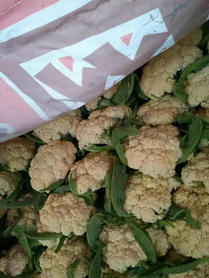有机花菜实花需要可以联系