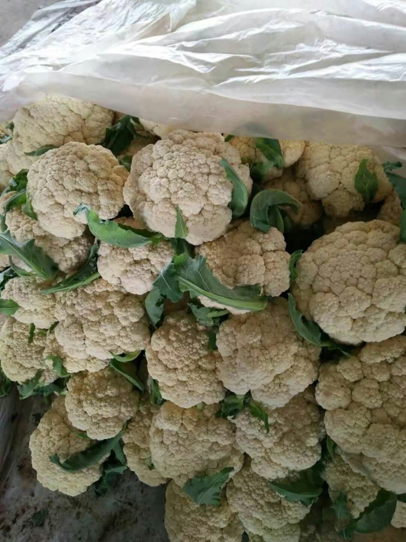 有机花菜实花需要可以联系