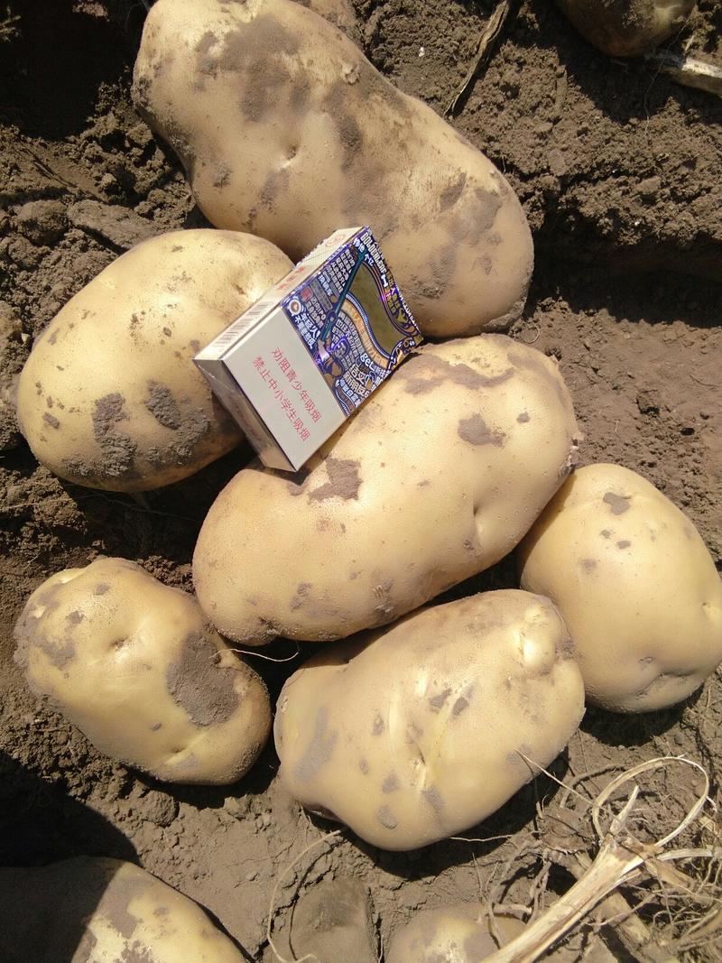 白心土豆(丽薯6号、张薯226、V8)，质优价廉